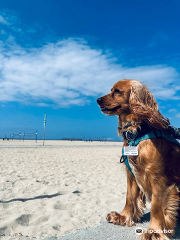 Rosie's Dog Beach