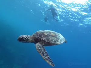 Scuba Diving in Guam
