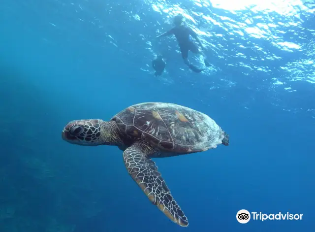 Scuba Diving in Guam