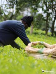 Tea plantations