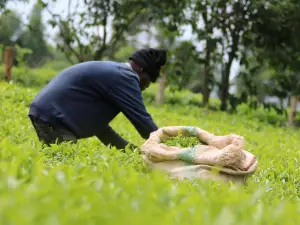 Tea plantations