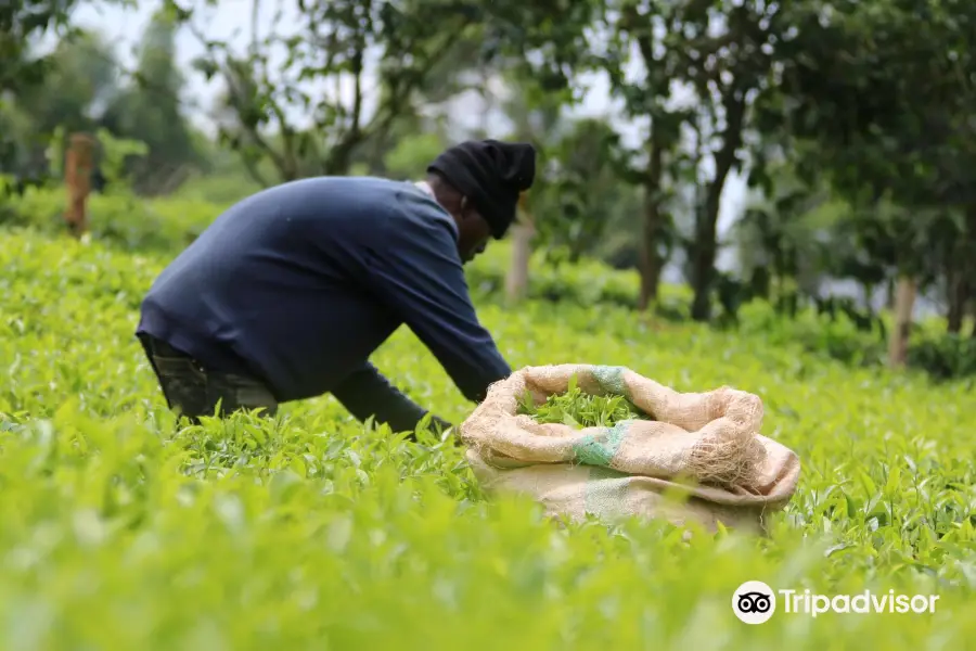 Tea plantations