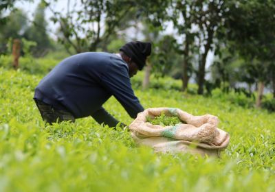 Tea plantations