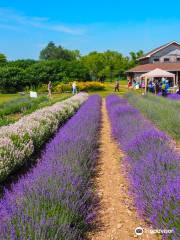 Prince Edward County Lavender