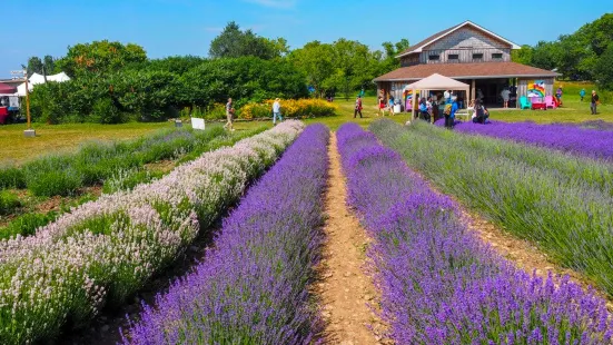 Prince Edward County Lavender