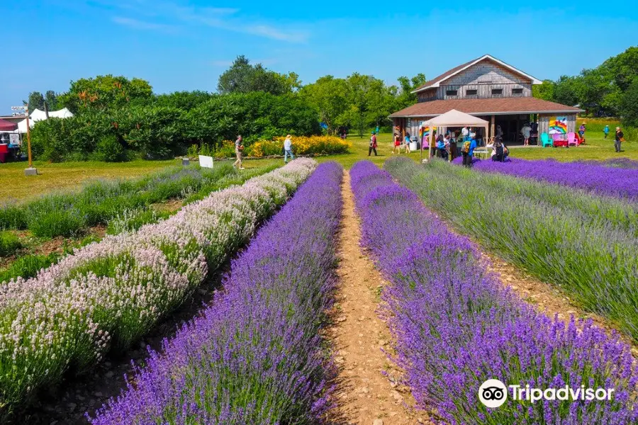 Prince Edward County Lavender