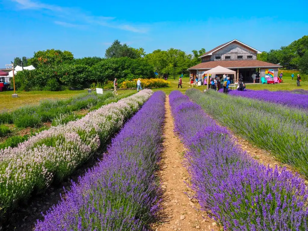 Hotels near Prince Edward County Lavender