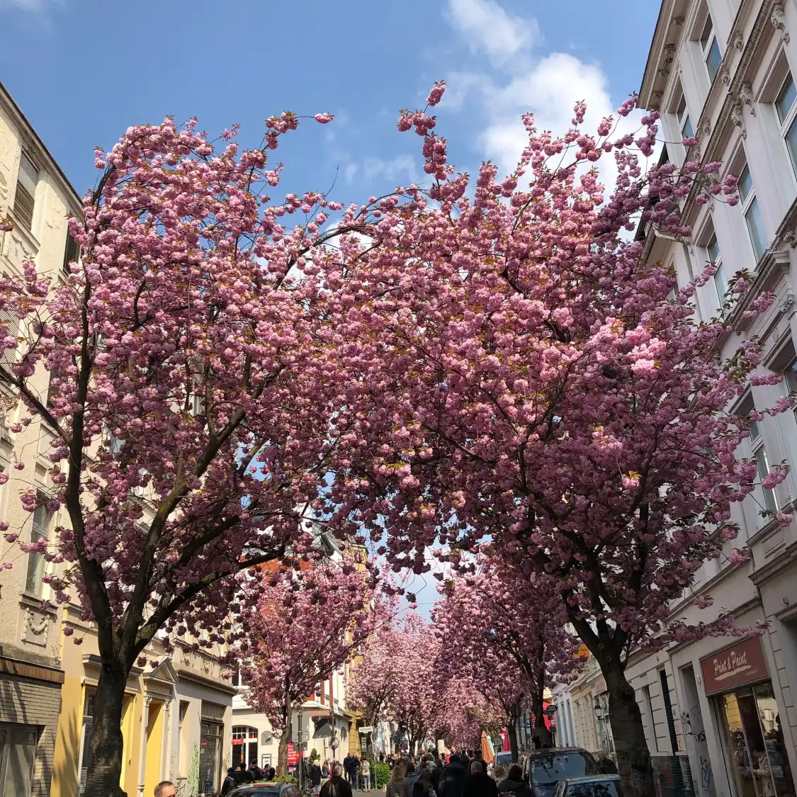 Hotels near Cherry Blossom