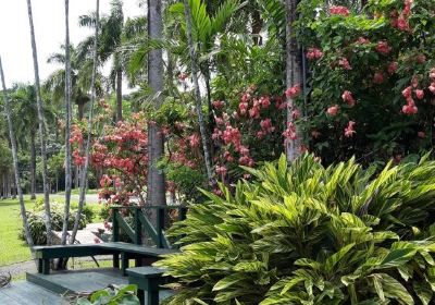 Botanical Garden in Rio Piedras