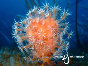 Adventure Mania - Sodwana Bay Scuba Diving