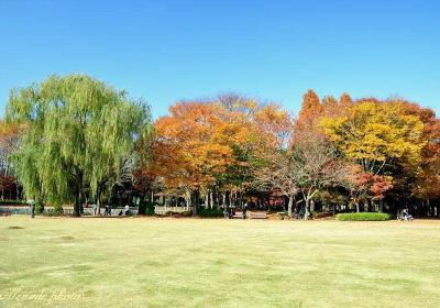 洞峰公園