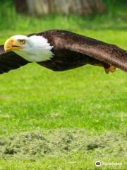 Le Bois des Aigles