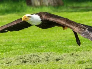 Le Bois des Aigles