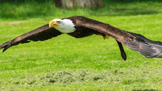 Le Bois des Aigles