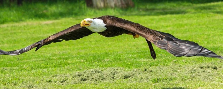 Le Bois des Aigles
