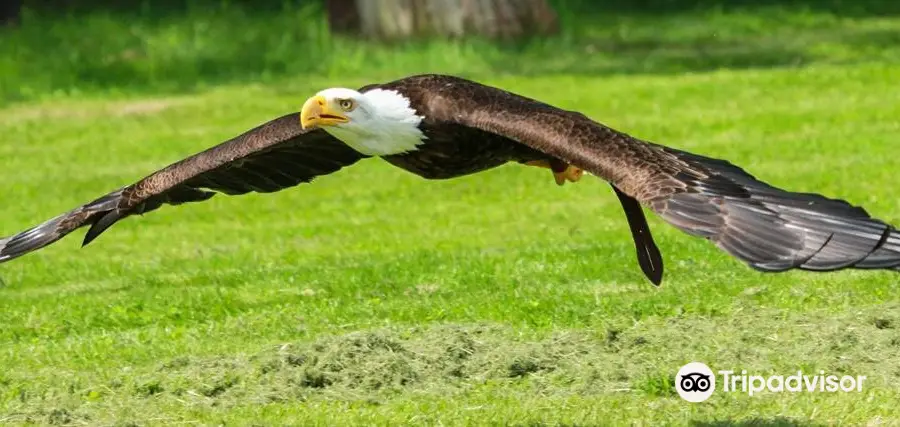 Le Bois des Aigles