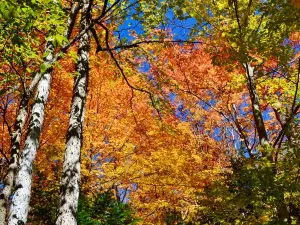 Devil's Glen Provincial Park
