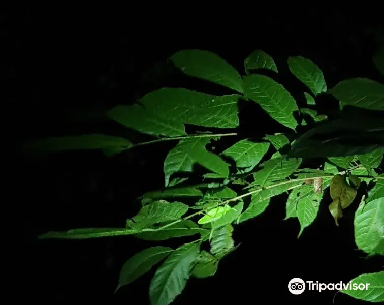 Monteverde Night Walk Costa Rica