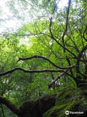 風穴 上林森林公園