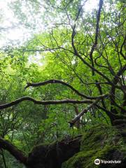 Kamihayashi Forest Park