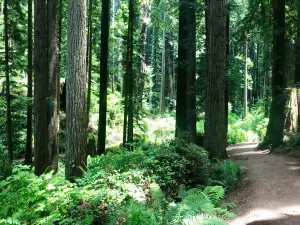 Arcata Community Forest