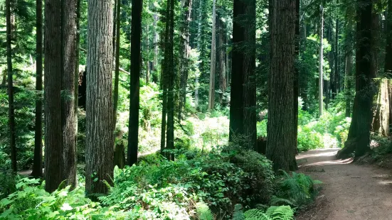 Arcata Community Forest