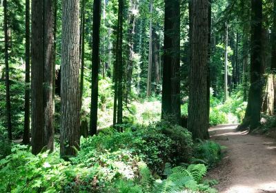 Arcata Community Forest