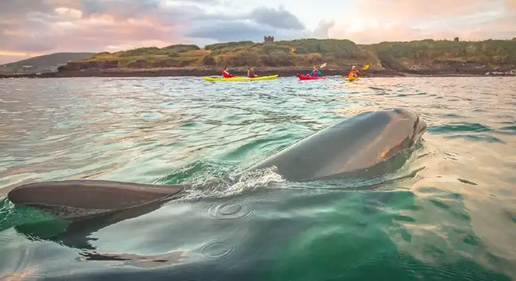 Hotels in Dingle