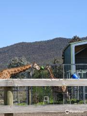 ホールズギャップ動物園