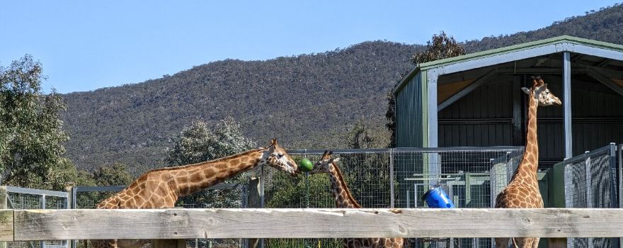 Halls Gap Zoo