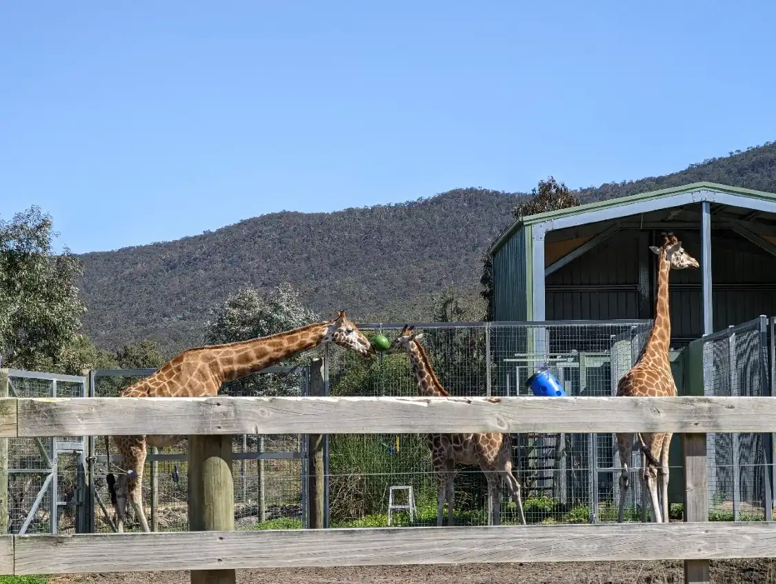 Hotels near Halls Gap Zoo