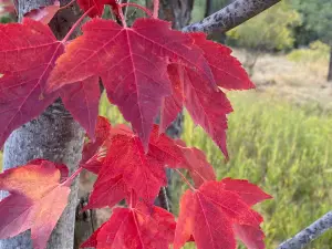 Ontario State Recreation Site