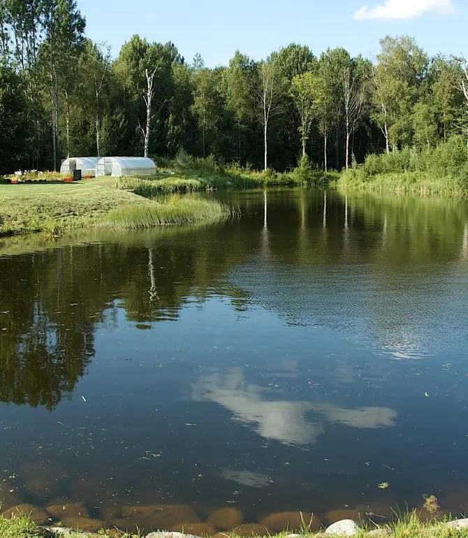 Metskula