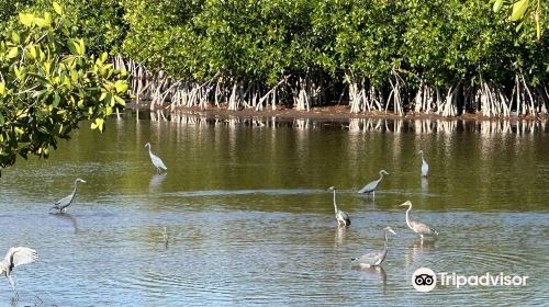 Ten Thousand Islands  National Wildlife Refuge