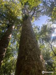 Trounson Kauri Park