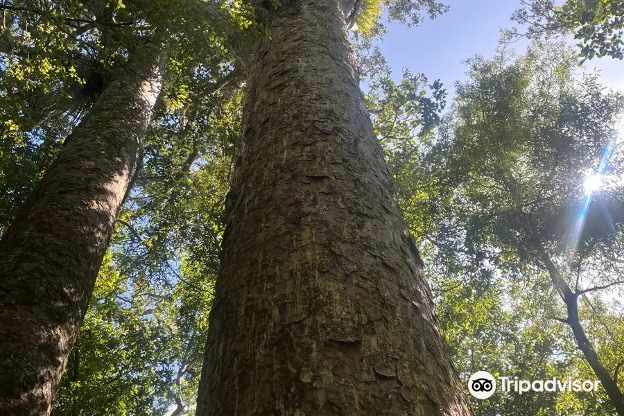 Trounson Kauri Park