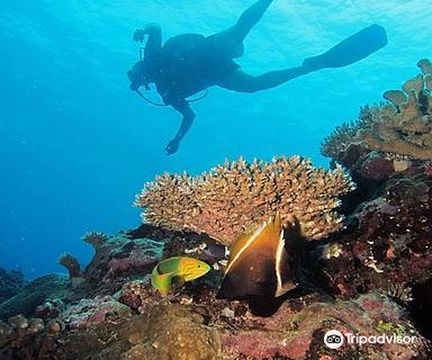 Whitetip Marine Adventures - Fiji