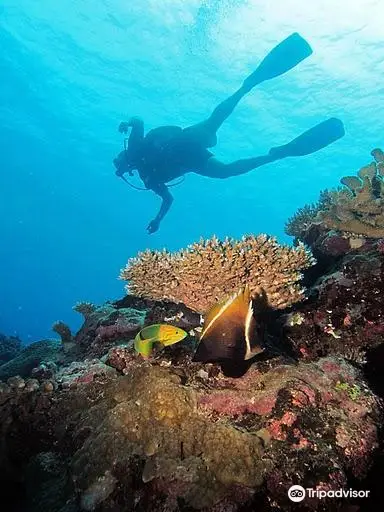 Whitetip Marine Adventures - Fiji