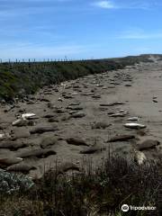 Elephant Seal Vista Point