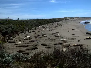 Elephant Seal Vista Point