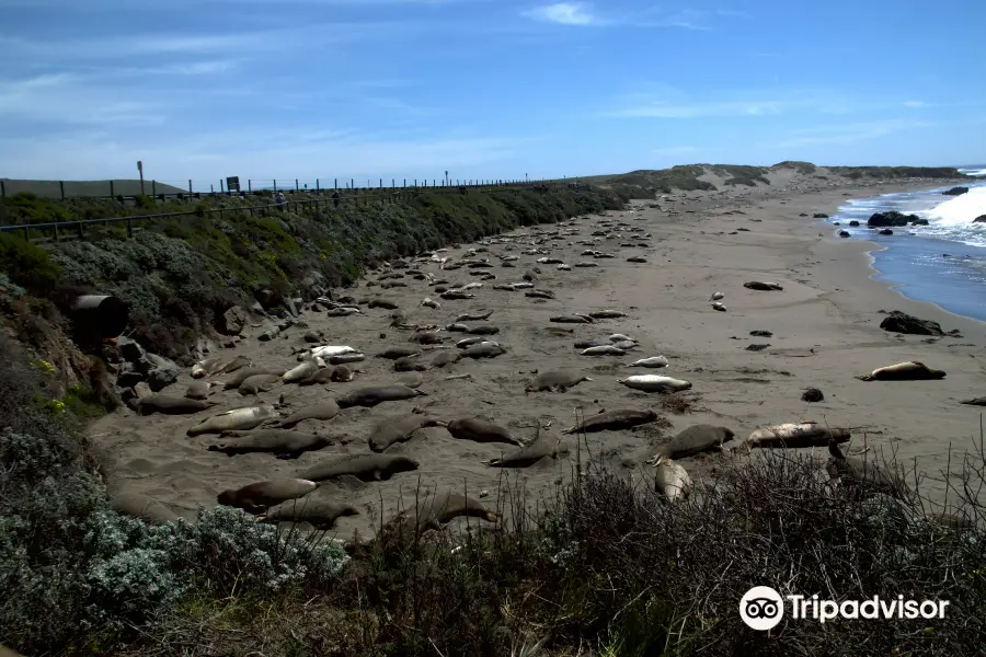 Elephant Seal Vista Point