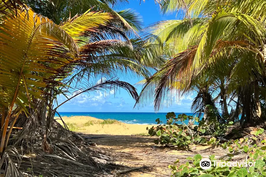 Playa La Pocita De Pinones