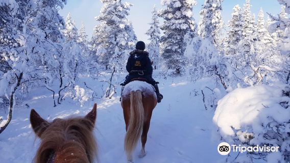 POLARIS POINT HORSES