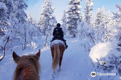 POLARIS POINT HORSES