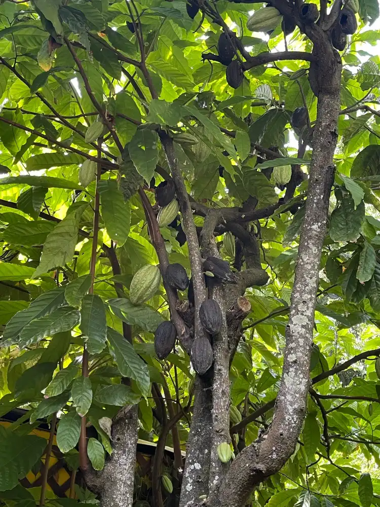 Hotel dekat La Maison du Cacao