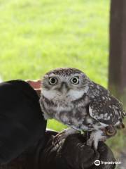 Vale Royal Falconry Centre