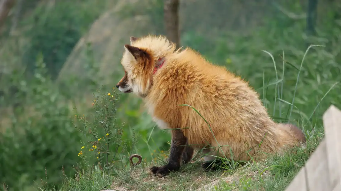 Hotels near Fox Ecological Observe