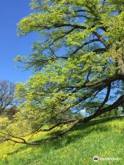 Hofgarten