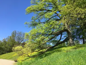 Hofgarten