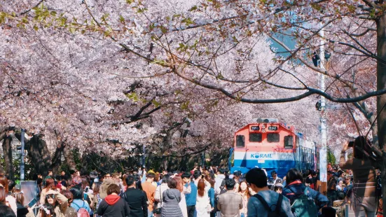 Jinhae Gunhangje Festival